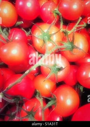 Vine ripened tomatoes, USA Stock Photo