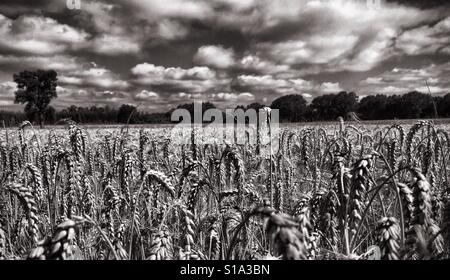 A black and white image of a wheat field close to harvest with a cloud-filled sky and trees in the distance, southern Chile, South America. Stock Photo
