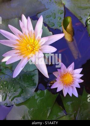 White Lotus Flower on Fish Pond Stock Photo