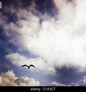 A seagull flying in the sky. Stock Photo