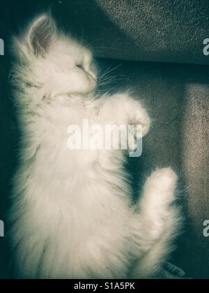 Kitten lying in a funny position Stock Photo