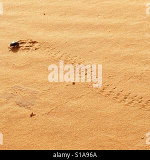 Scarab beetle making tracks in the Sahara Stock Photo