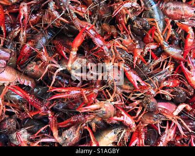 Live crawfish Stock Photo