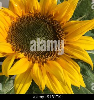 Sunflower after the rain Stock Photo