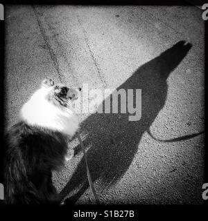 Sheltie and his shadow out for a walk Stock Photo