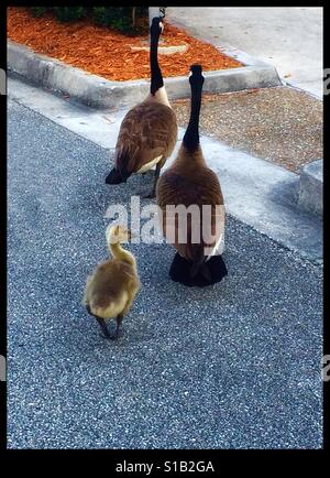 Canadian geese and gosling, Branta canadensis Stock Photo