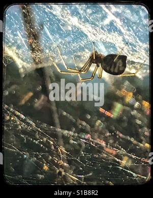 Spider and web in sunlight, Bowl and Dolly Weaver spider, Frontinella communis Stock Photo