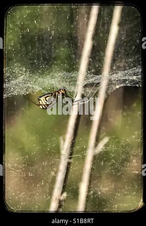 Spider and web, Bowl and Doily Wravet, Frontinella communis Stock Photo