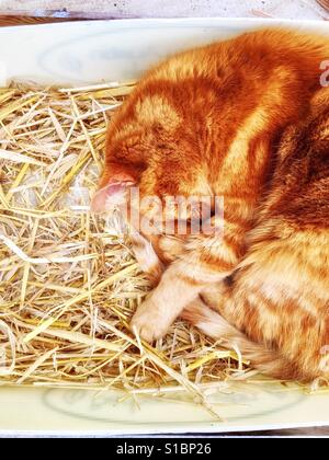 Ginger cat sleeps curled up in a box with straw Stock Photo