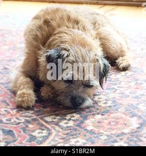 Dozing border terrier Stock Photo