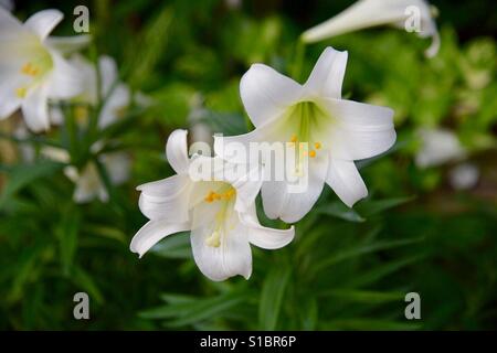 Group of white Easter lilies with selective focus in sunlight Stock Photo