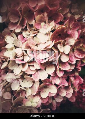 Beautiful pink hydrangea on abstract green background Stock Photo - Alamy