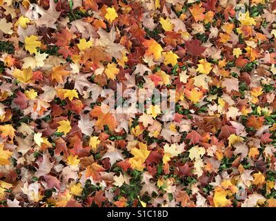 Leaves on the ground Stock Photo