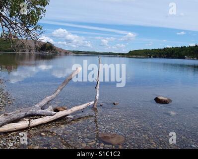 Fallen tree in the lake Stock Photo
