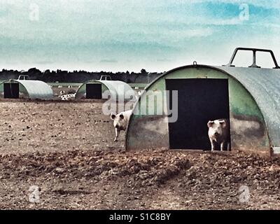 Outdoor reared pigs, Sutton Heath, Suffolk, UK. Stock Photo