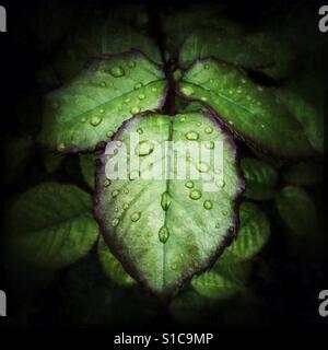Rain on a rose leaf. Stock Photo