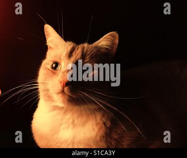 Domestic ginger cat in selected golden light Stock Photo