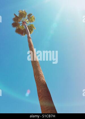 A tall palm tree reaching up to a clear blue sky, framed by lush green ...