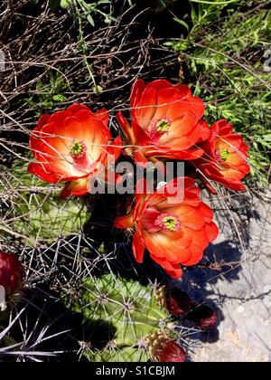 Claret cup cactus flowers Stock Photo
