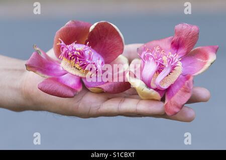 Flower of cannonball tree (Couroupita guianensis) or Sal of India in a hand Stock Photo