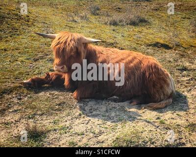 Scottish highland cow in the Netherlands Stock Photo