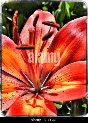 Orange Tiger Lily in full bloom, Lilium bulbiferum Stock Photo