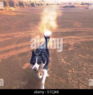 Dog in the desert with copy space Stock Photo