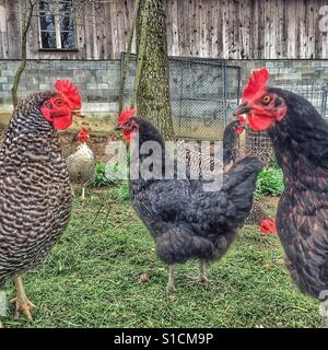 Free-range hens Stock Photo