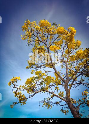 Tabebuia chrysantha, yellow flowers blossom in summer on blue sky background Stock Photo