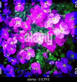 Purple aubrecia in flower Stock Photo
