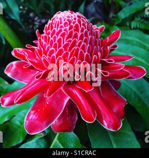 A red torch ginger flower Stock Photo