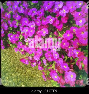 Aubrecia in flowers Stock Photo