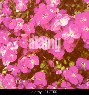 Pink aubrecia in flower Stock Photo