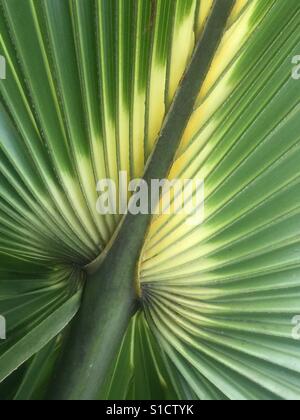 The abstract beauty of a young palm frond Stock Photo
