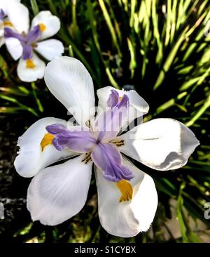 White and light purple Iris flower in sunlight in garden Stock Photo