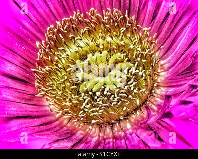 Carpobrotus, pink Pigface flower, detail Stock Photo