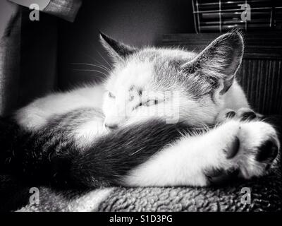 Sleeping beauty black and white cat Stock Photo