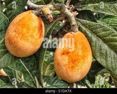 Nisperos, also known as loquat or medlars, ripening on tree in Spain. Stock Photo