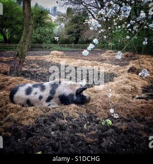 A spotted pig asleep under a tree in blossom. Stock Photo