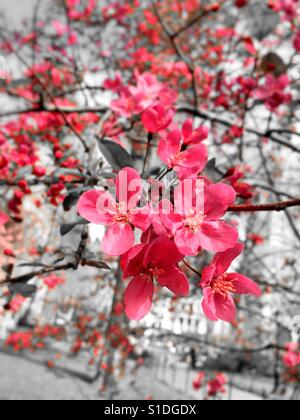 Bright magenta blooms in the flowering Prairie fire crabapple tree, NYC, USA Stock Photo