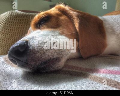 Close-up shot of beagle sleeping on sofa. Stock Photo