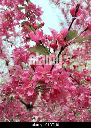 Prairie fire crabapple tree, USA Stock Photo