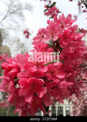 Prairie fire crab apple tree blossoms Stock Photo