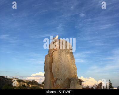 Bird on rock Stock Photo