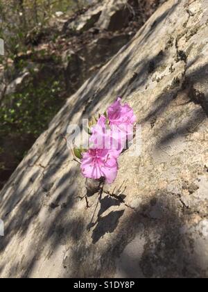 Rhododendron mucronulatum, Azalea Stock Photo