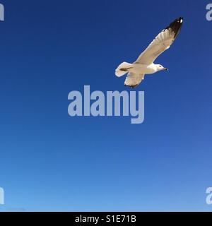 Seagull in flight across blue sky on a bright sunny day. Square crop. Space for copy. Stock Photo