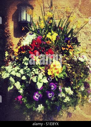 Hanging basket in Spring, against stone wall Stock Photo