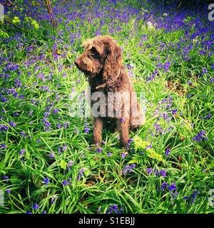 Chocolate brown Labradoodle dog sitting in a patch of bluebell flowers, Medstead, Hampshire, England. Stock Photo