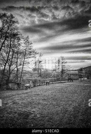 View with alpacas in black and white Stock Photo