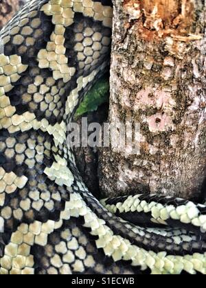 Close-up of a snake against a tree. Stock Photo